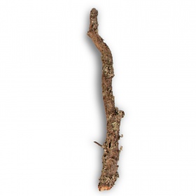 Cork Oak Branch 60cm for terrariums